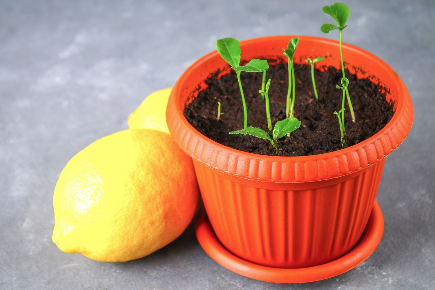 Comment réussir la culture d’un citronnier à partir de graines